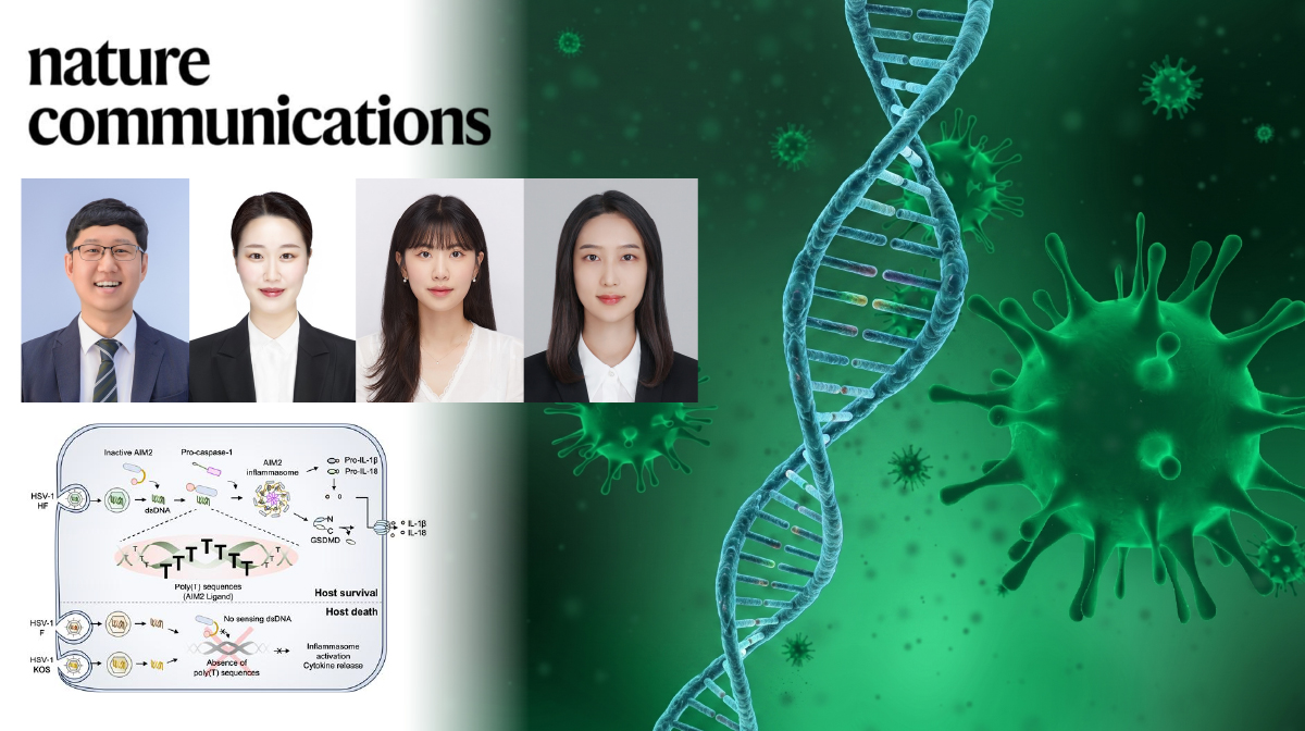몸 안의 면역 센서 깨우는 헤르페스 바이러스 DNA의 바코드 발견!